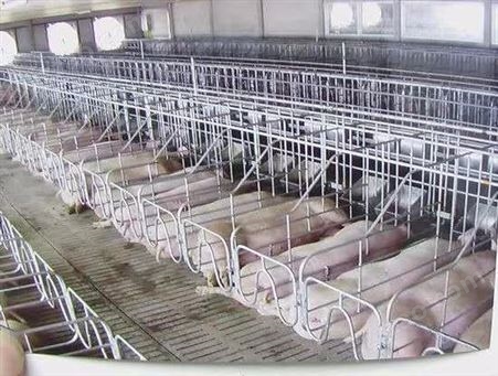 腾飞机械 养猪设备 直销猪用限位栏 猪定位栏