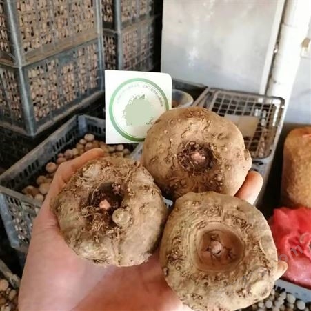 魔芋种植 大种小种齐全 品类繁多 一站式批发采购