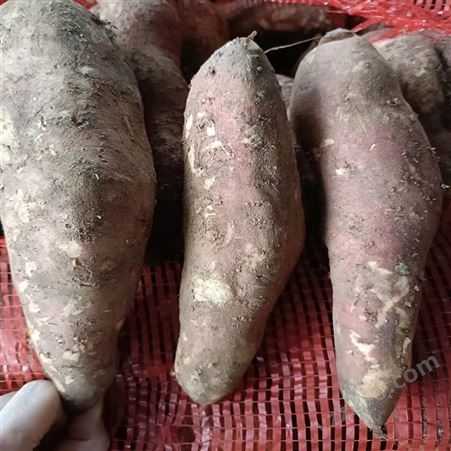 冷冻红薯 新鲜紫薯 速冻食品紫薯红薯批发杂粮粗粮番薯