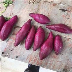 冷冻红薯 新鲜紫薯 速冻食品紫薯红薯批发杂粮粗粮番薯