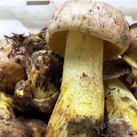 云南新鲜蘑菇批发 白葱菌供应商 特产白葱菌 鲜嫩美味