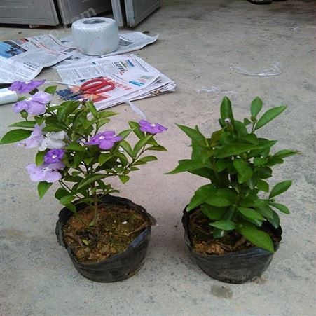 双色茉莉 爬藤茉莉花苗 鸳 鸯茉莉 盆栽 室内外阳台 爬藤植物