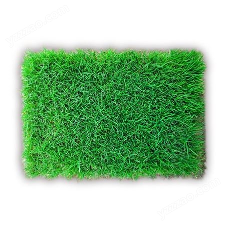 真草皮草坪带泥土地毯草中国台湾草别墅庭院花园带土绿化马尼拉草坪