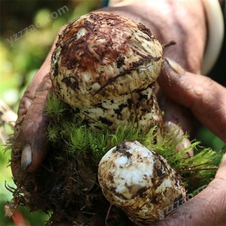 香格里拉野生菌菇 野生松茸销售 土特产 100g 菌肉肥厚 具香气